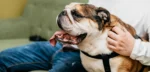 Waterless No-Rinse Pet Shampoo Foam - Image 3