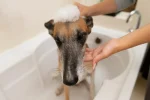Waterless No-Rinse Pet Shampoo Foam