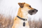 Reflective Nylon Dog Collar with Quick Release Buckle