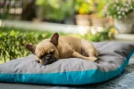 Orthopedic Memory Foam Dog Bed (Medium)